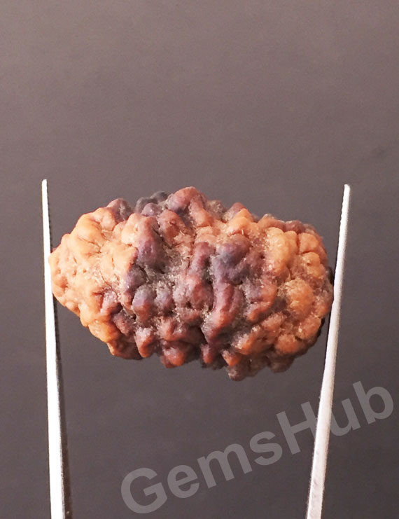 1 Face/Mukhi Certified Rudraksha Premium Quality